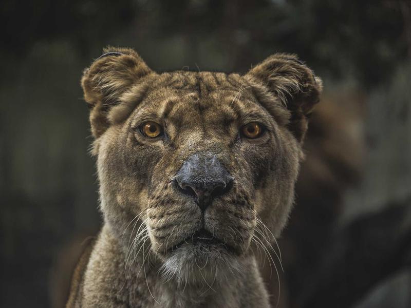 Ethanol Production Technologies