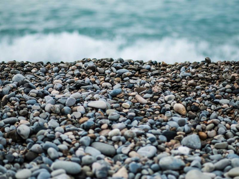 Plant Tissue Culture Techniques