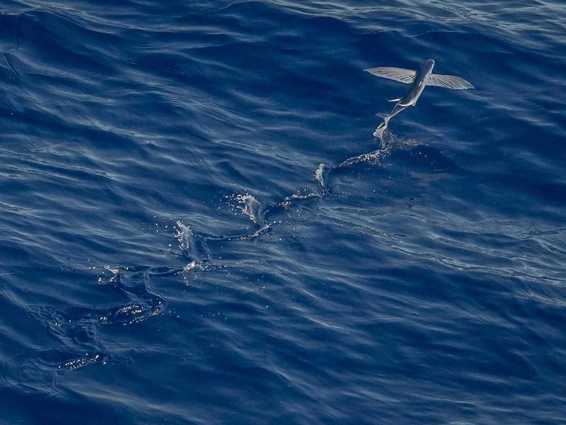 Nano-biotechnology Applications